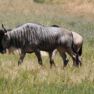 Wildebeests