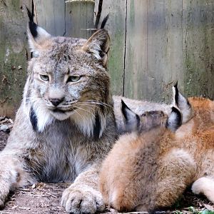 Lynx - Ember and Kittens