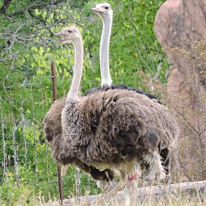Two headed ostrich
