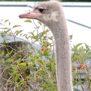 Ostrich - Orville