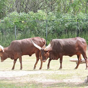 Watusi