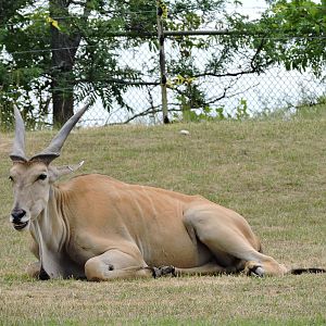 Eland