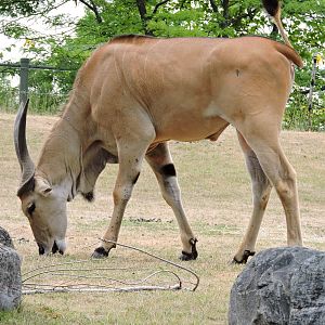 Eland