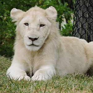 Lion cub