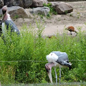 Marabou Storks - George and Grace