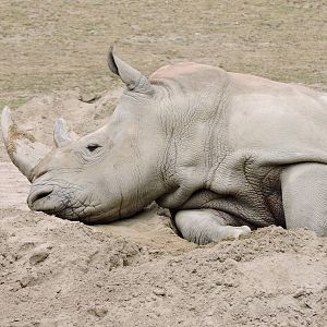 White Rhino Nap Time