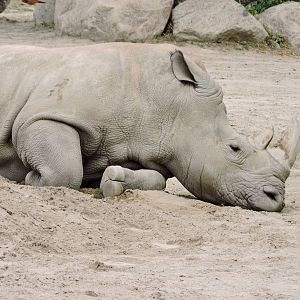 White Rhino