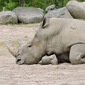 White Rhino - Tom