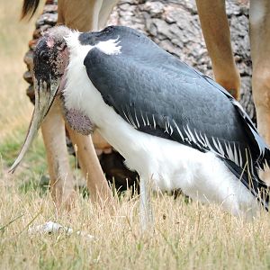 Marabou Stork - Zuri