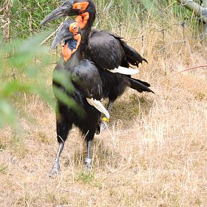 Southern Ground Hornbills