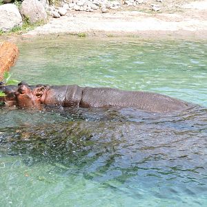 Hippos playing with log