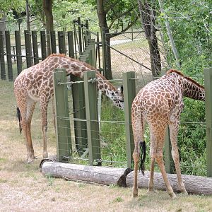 Masai Giraffes