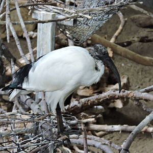 Sacred Ibis