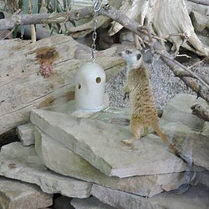 Meerkat