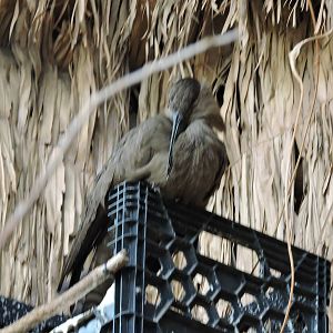 Hamerkop - Homer
