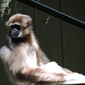 Gibbon - Lenny