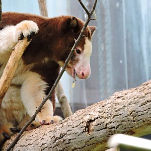 Tree Kangaroo - Collins