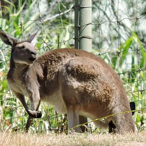 Grey Kangaroo