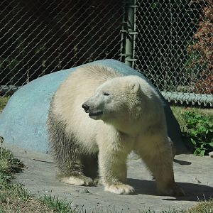 Polar Bear Juno