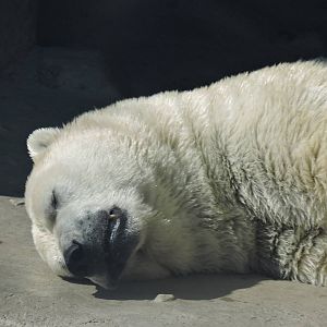 Polar Bear - Inukshuk