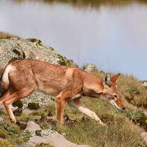Ethiopian wolf