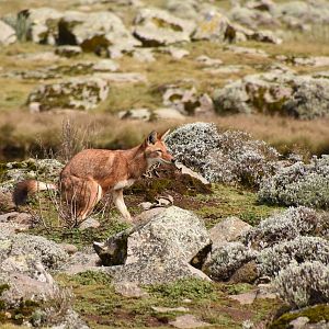 Ethiopian wolf