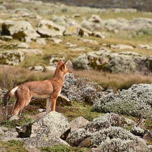 Ethiopian wolf