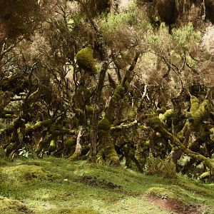 Tree heathers Harenna forest