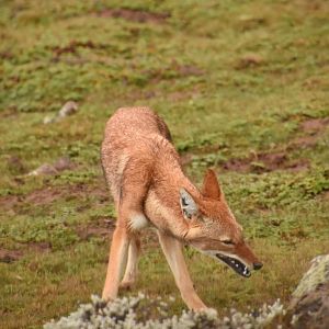 Ethiopian wolf