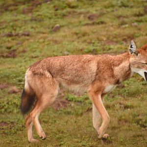 Ethiopian wolf