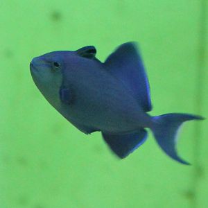 Triggerfish - Odonus niger