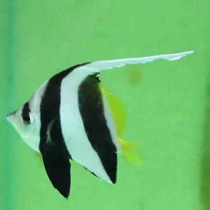 Hemiochus acuminatus