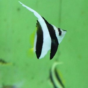 Hemiochus acuminatus