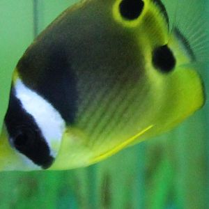 Raccoon butterflyfish - Chaetodon lunula