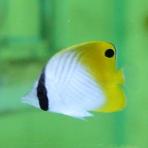 Threadfin butterflyfish - Chaetodon auriga