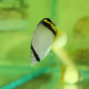 Vagabond butterflyfish - Chaetodon vagabundus