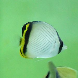Vagabond butterflyfish - Chaetodon vagabundus