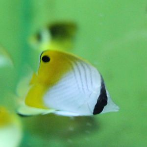 Threadfin butterflyfish - Chaetodon auriga
