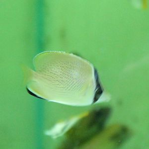 Speckled butterflyfish - Chaetodon citrinellus