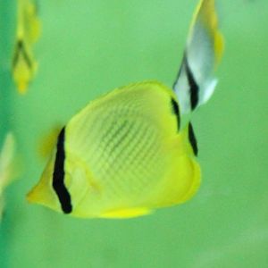 Latticed butterflyfish - Chaetodon rafflesii