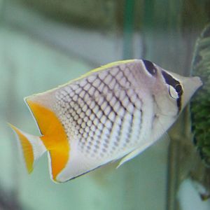 Pearlscale butterflyfish - Chaetodon xanthurus