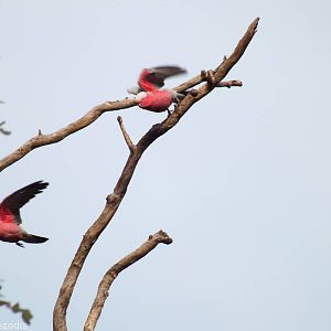 Galah Takeoff