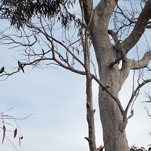 Two Galahs and Two Australian Ringnecks
