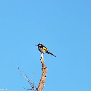 New Holland Honeyeater