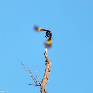 New Holland Honeyeater in Flight