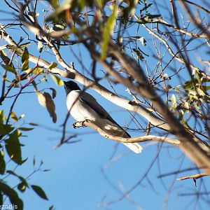 Black-faced Cuckooshrike