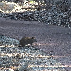 Southern Brown Bandicoot