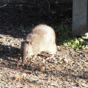 Southern Brown Bandicoot