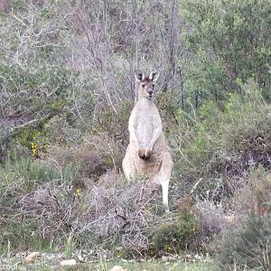 Western Grey Kangaroo