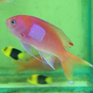 Pseudanthias pleurotaenia